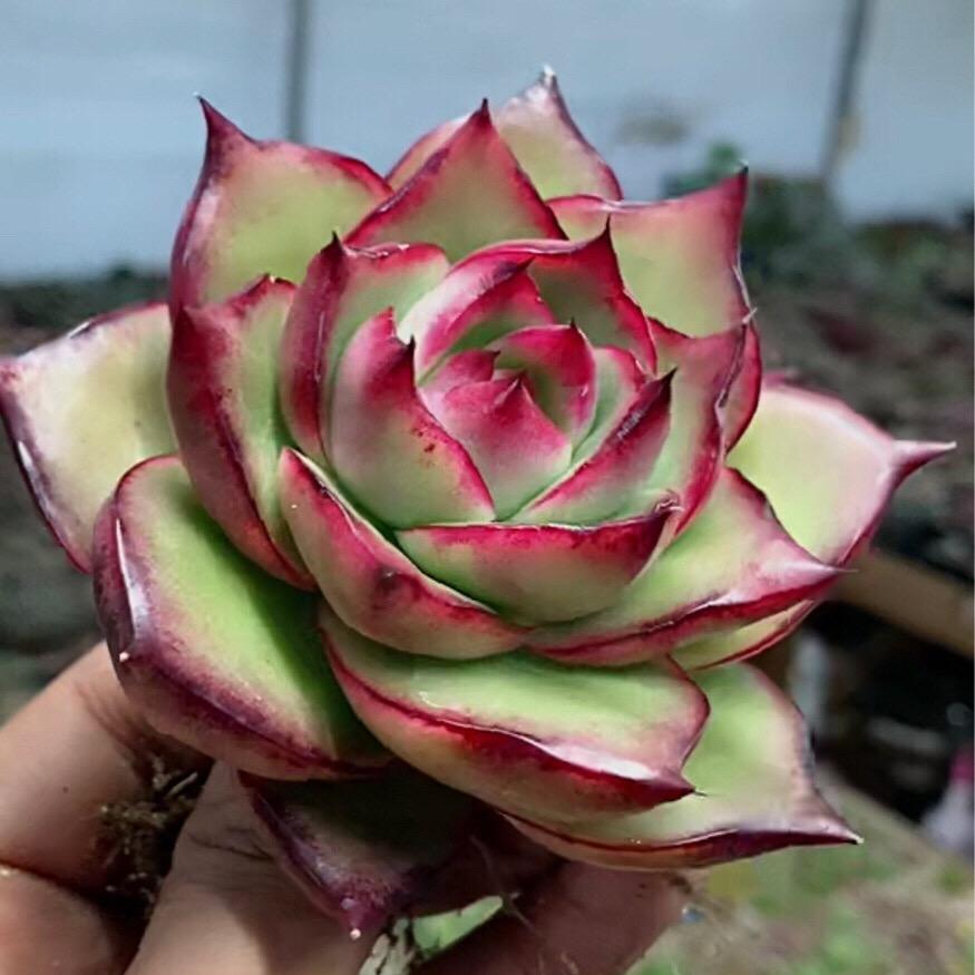 福多多花卉园艺