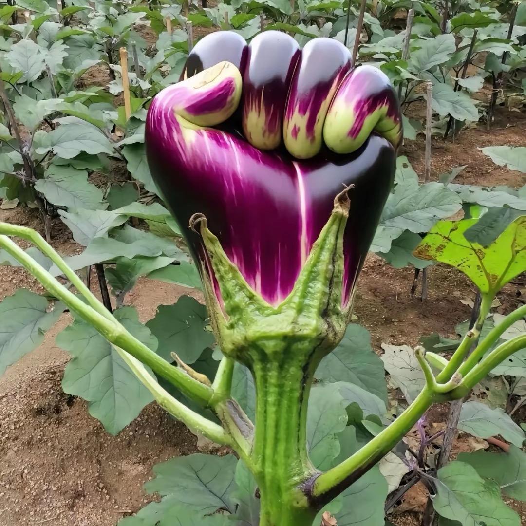 兵哥（直播间搭建）