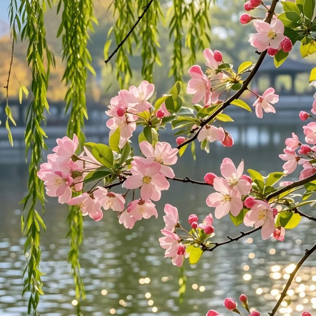 花开花落无声