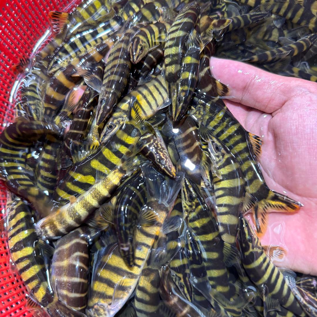 只爱吃高端鱼儿