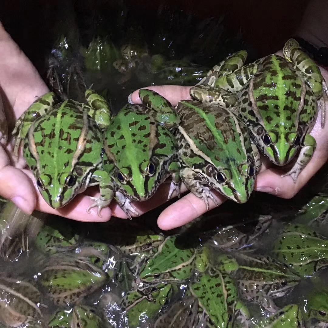 煜翔蛙业