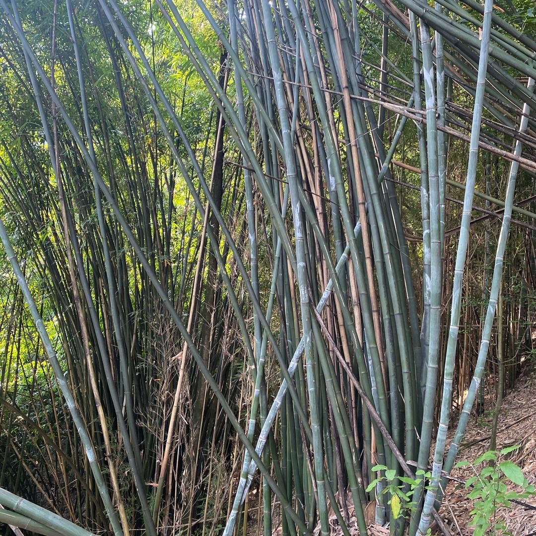 回乡人
