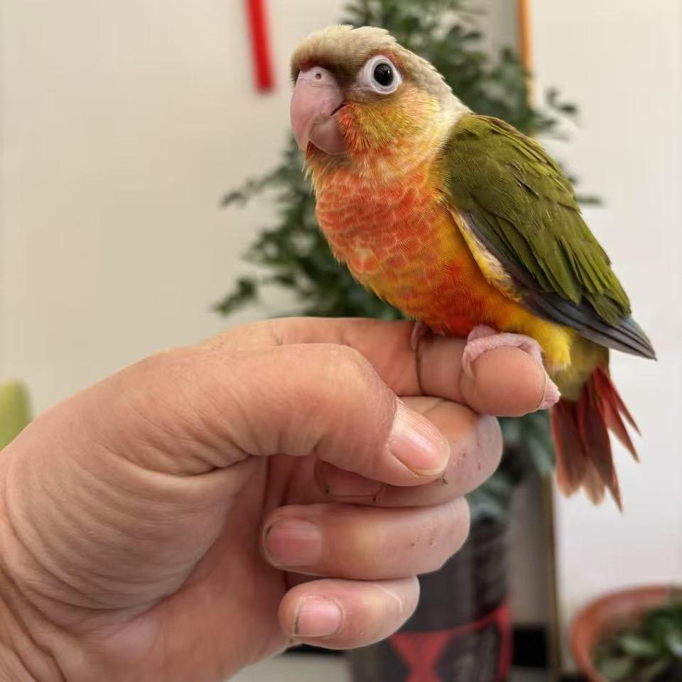 鸿鹉鹦鹉养殖巴师傅（2）