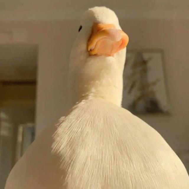 大可