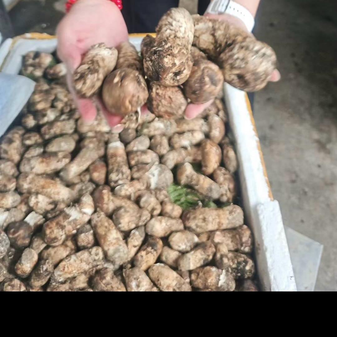 琳姐卖松茸啦