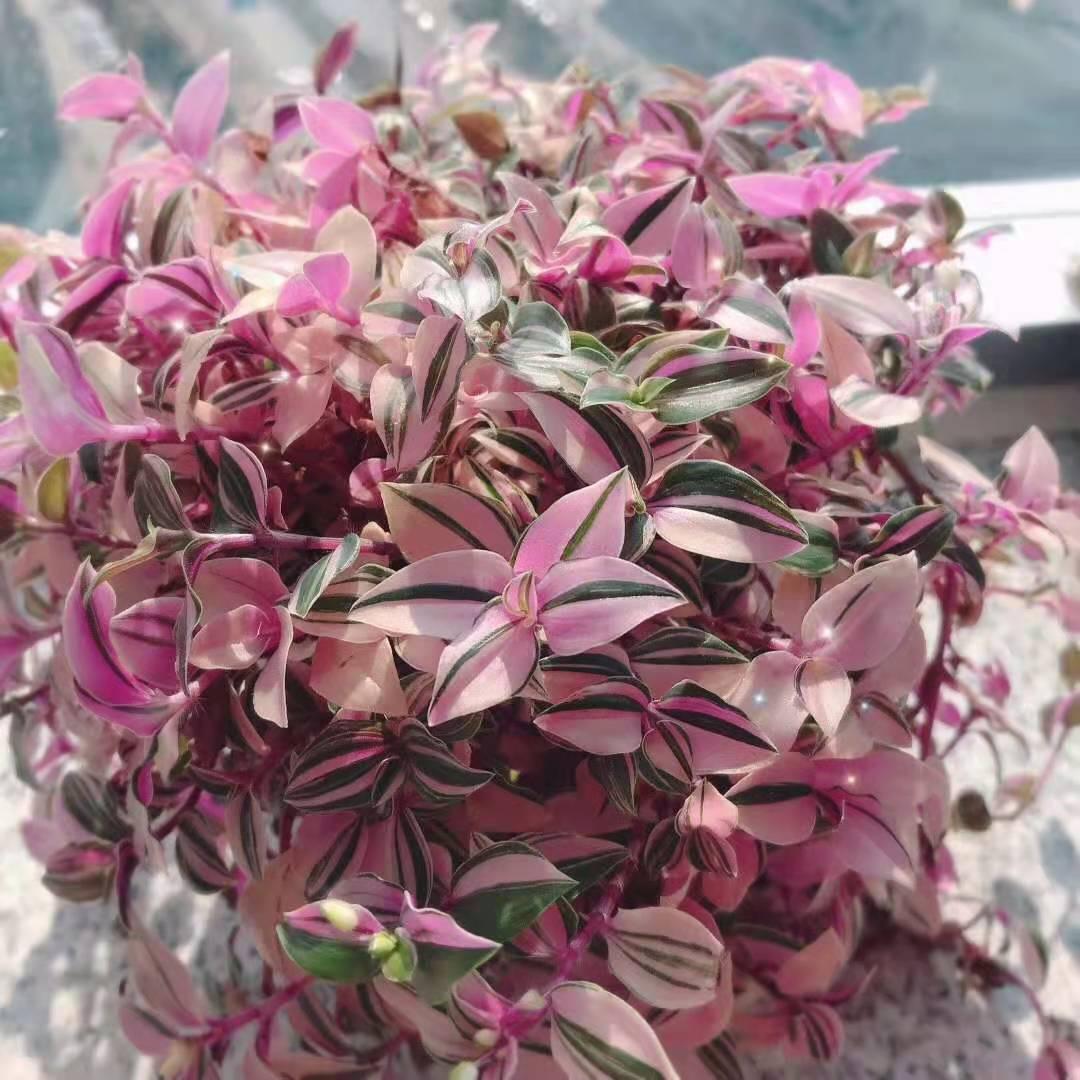 🌈🌈一抹阳光