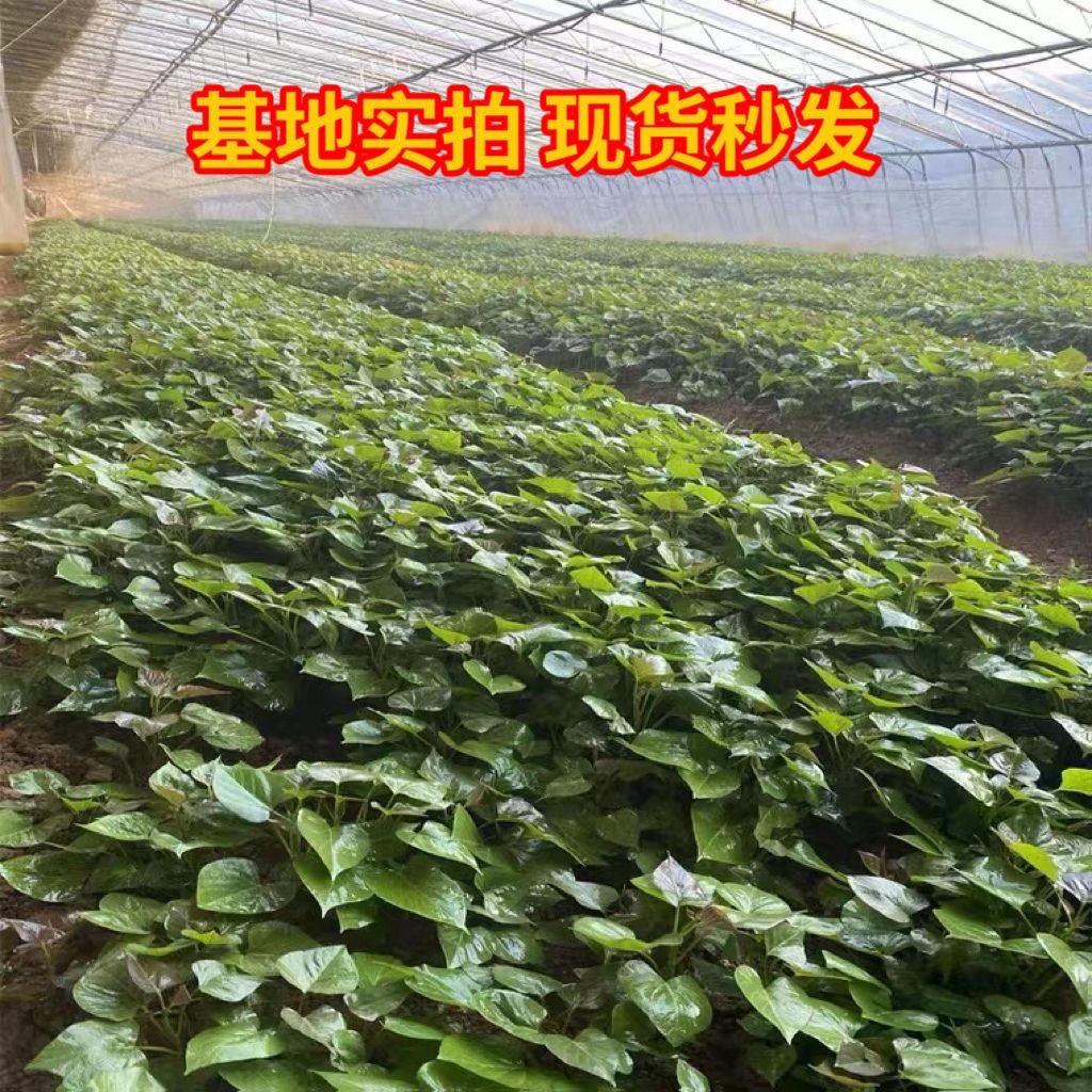 新沂绿疏园园林苗圃经营部