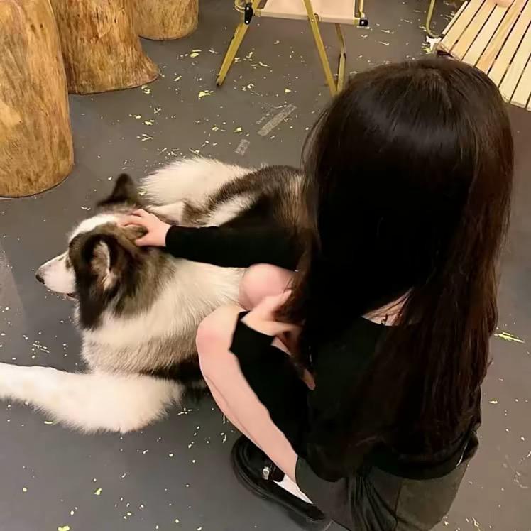 零碎小猫