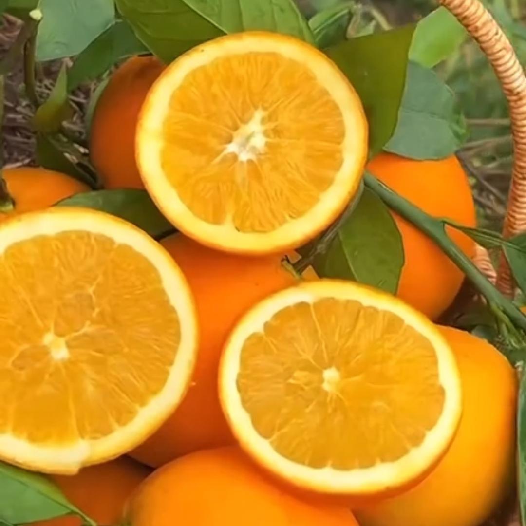 赣南脐橙