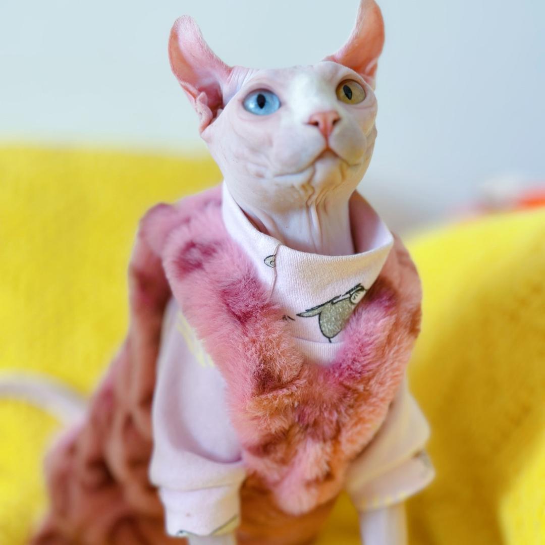 大静有只无毛猫