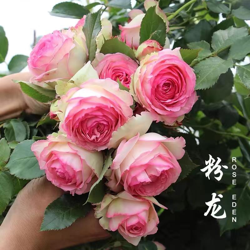 禾初园艺