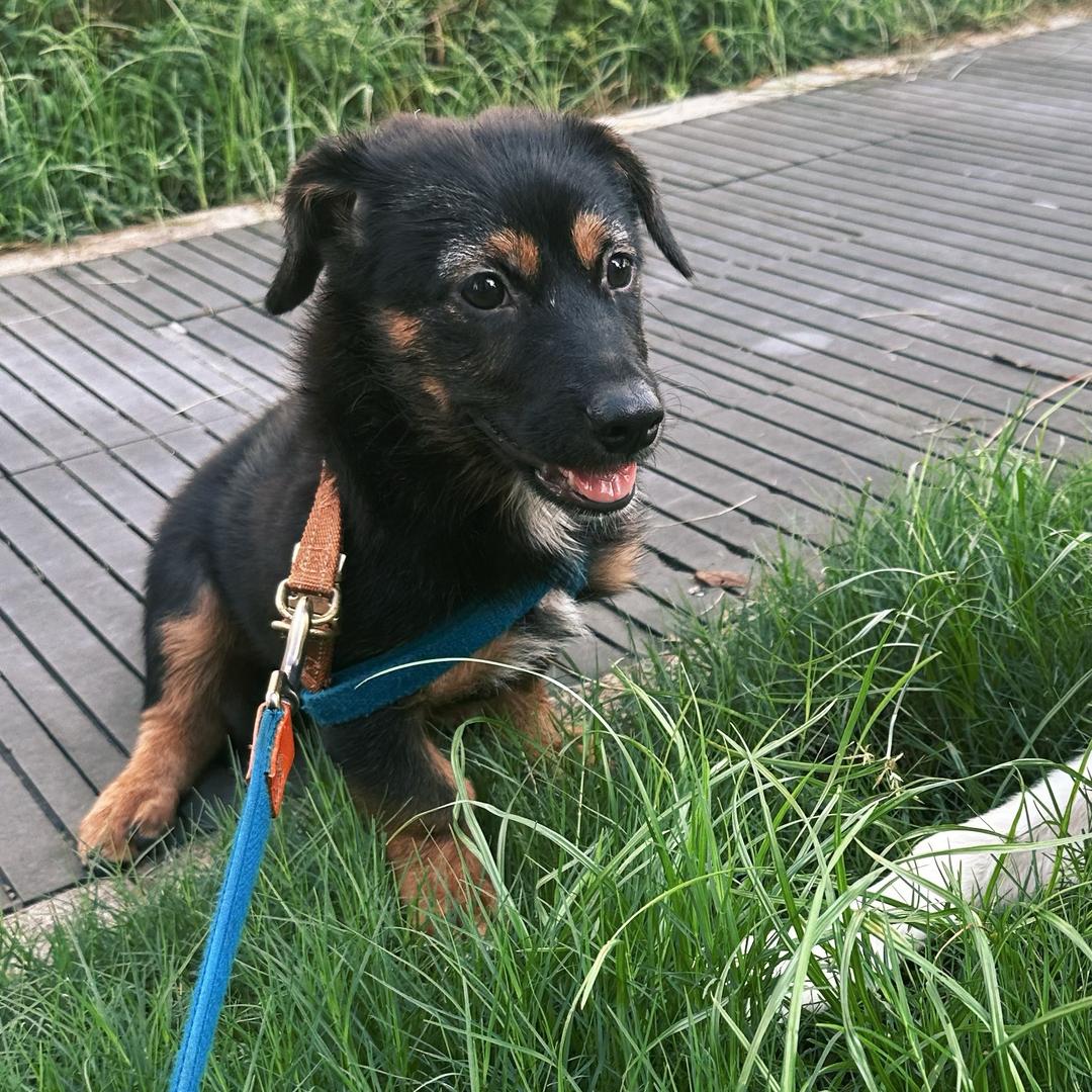 莱希不是腊肠狗