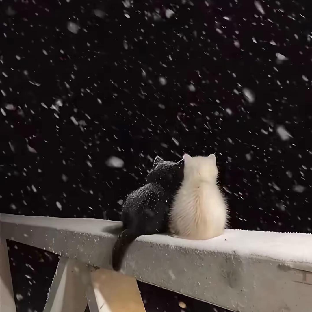 孤独本是常态！