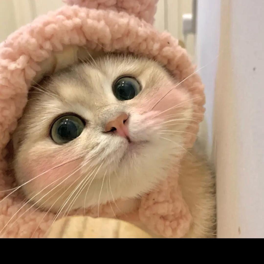 苏苏