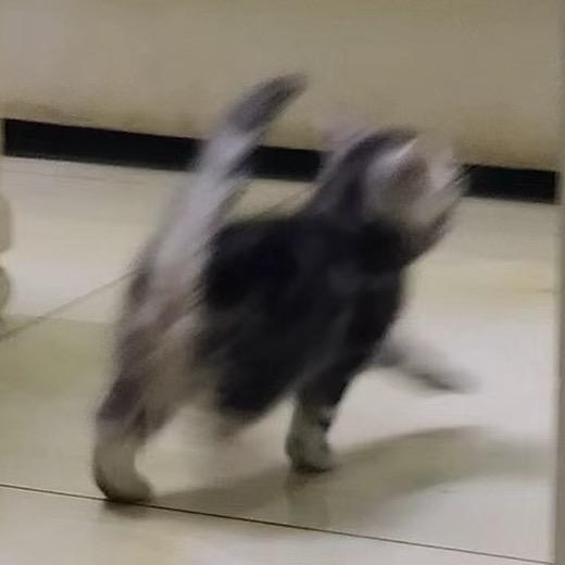 枫叶心气象播报台