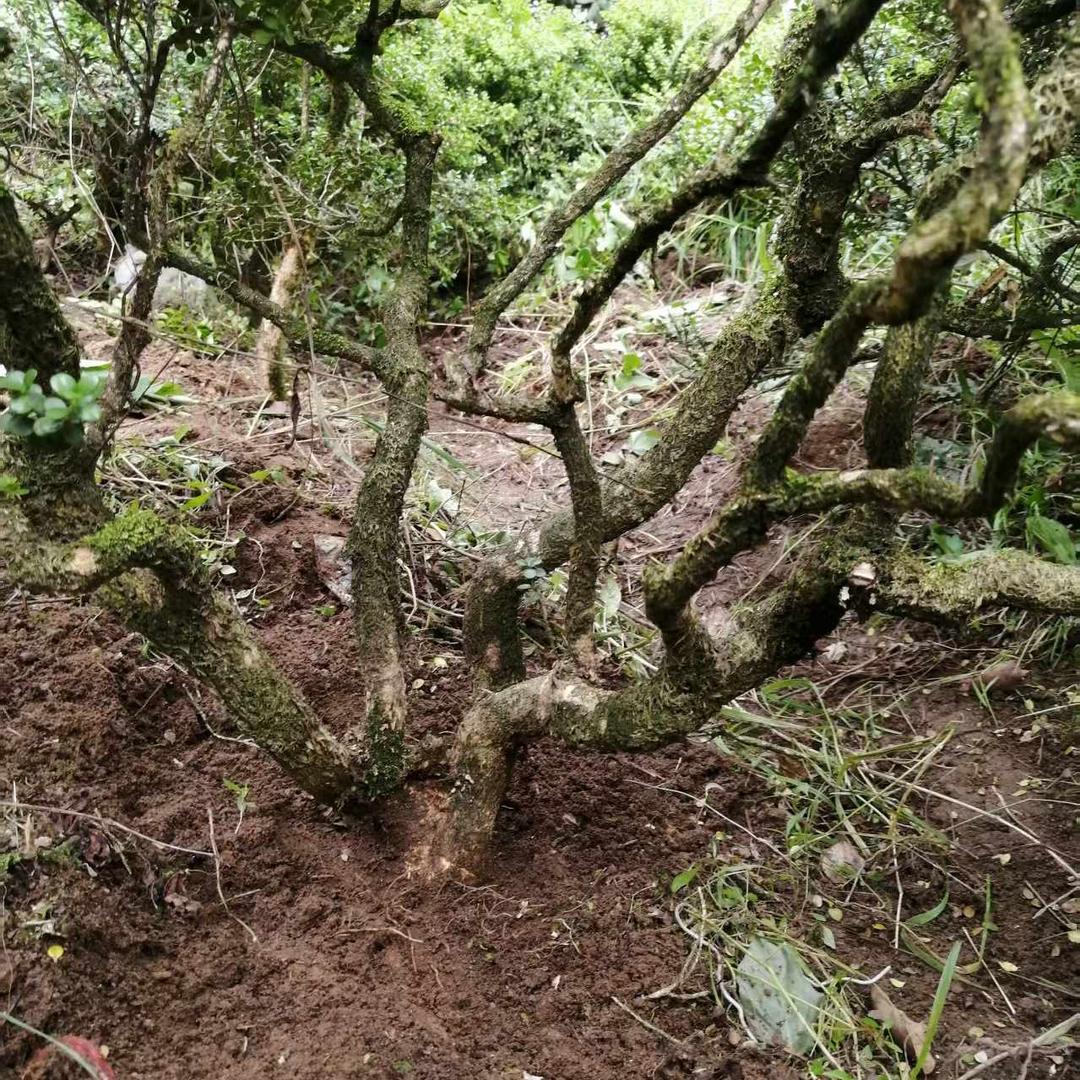 老曹珍珠黄杨基地