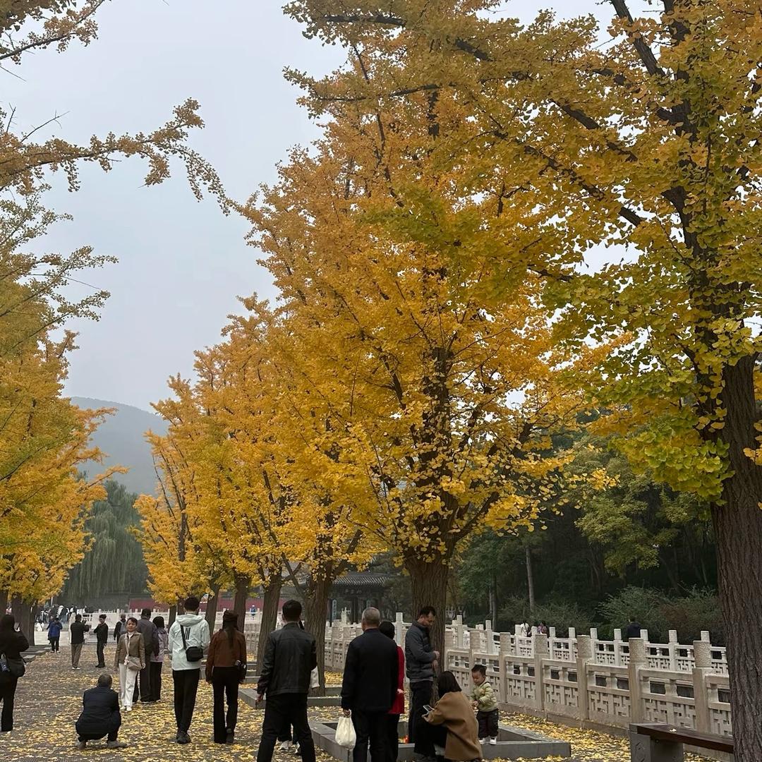 天马行空之呆萌兔