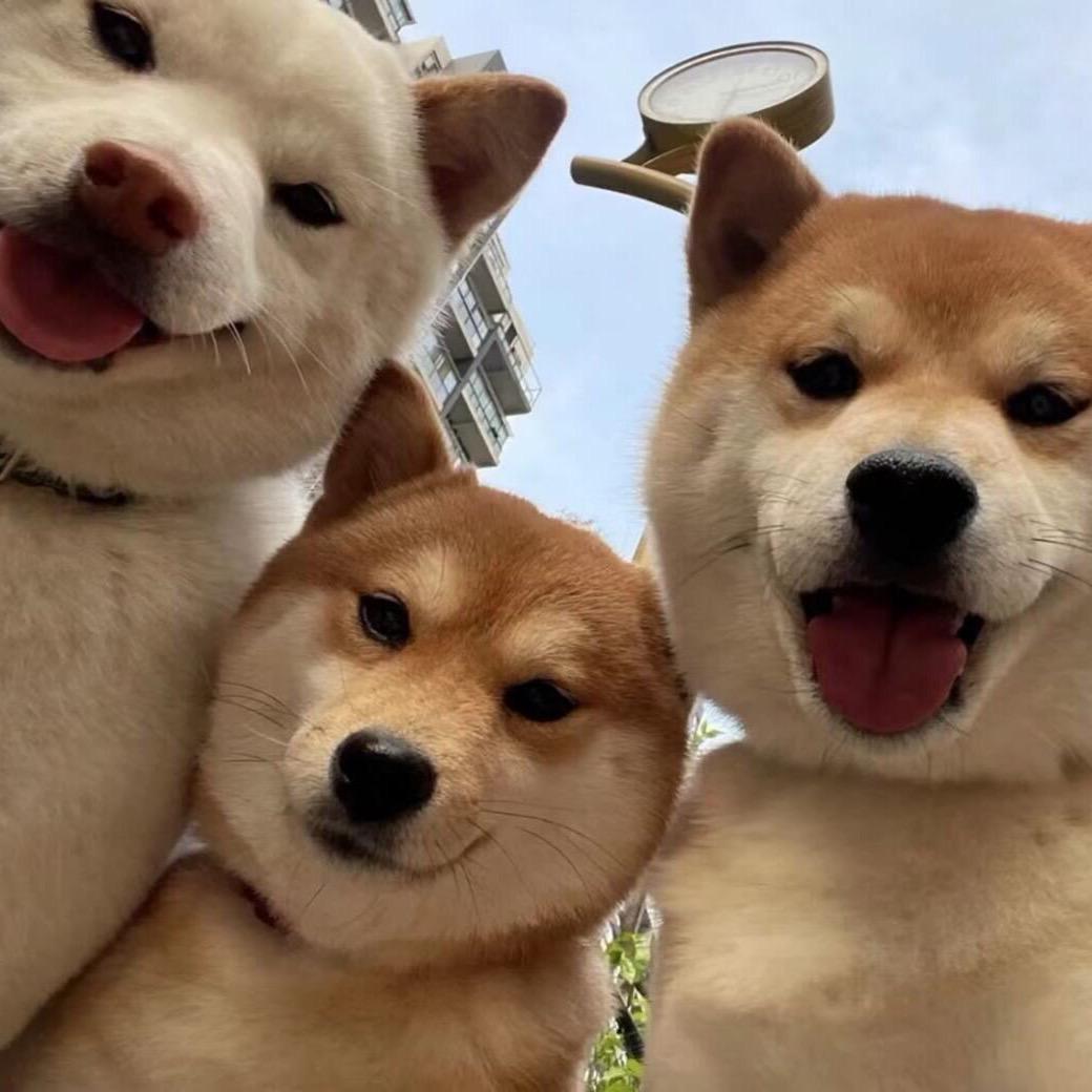 Happy Go训犬