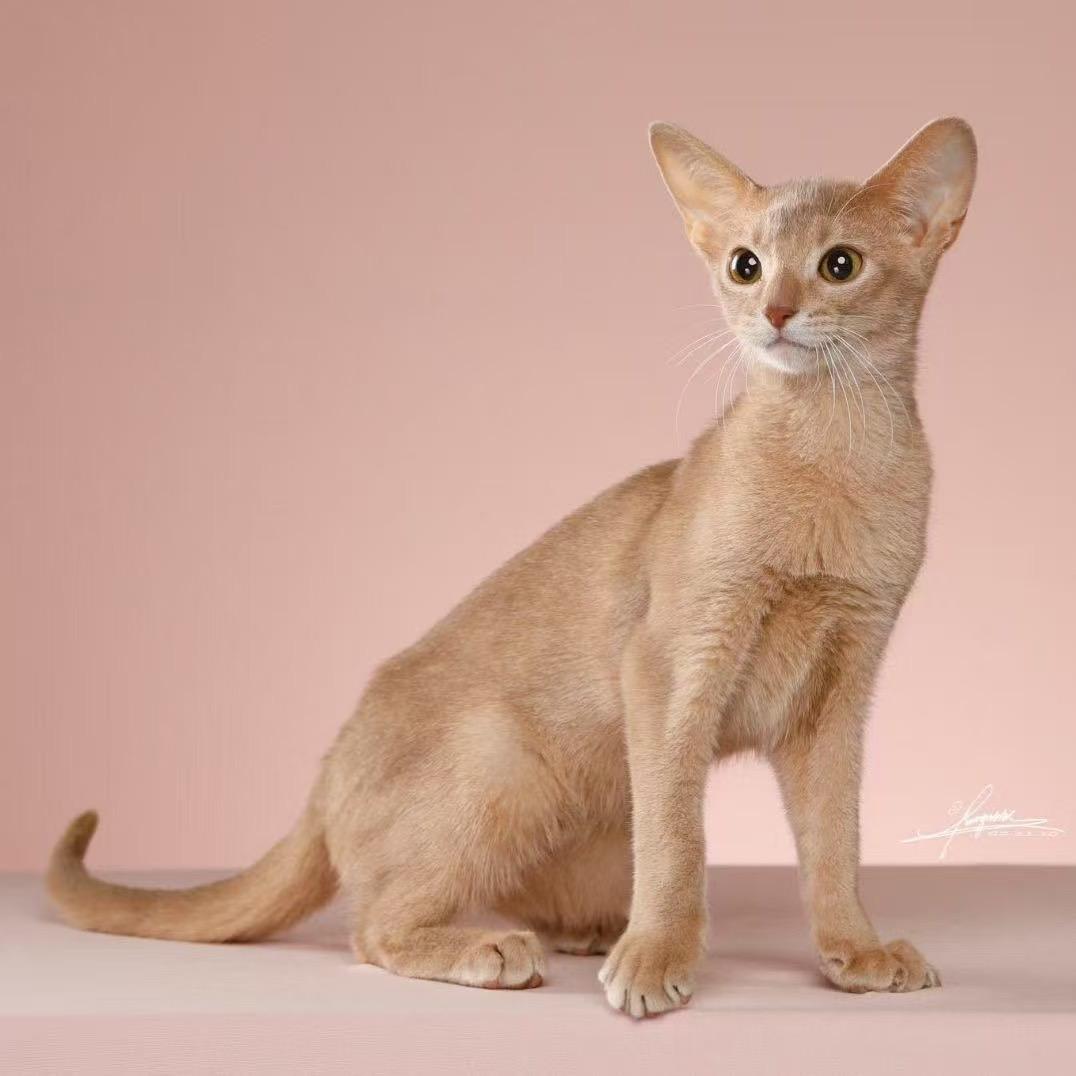 安琪家阿比西尼亚猫🦁