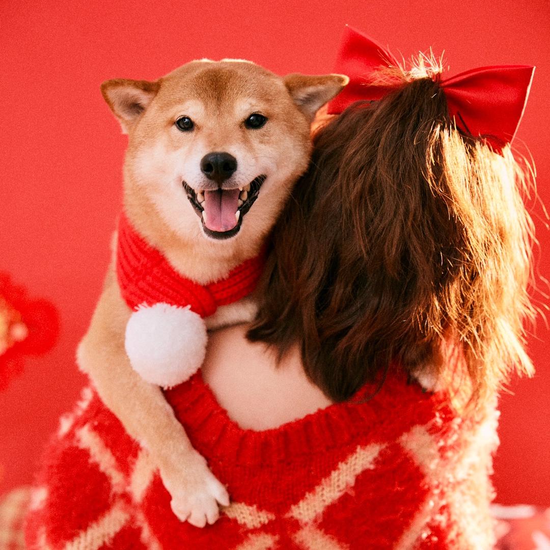三十是柴犬