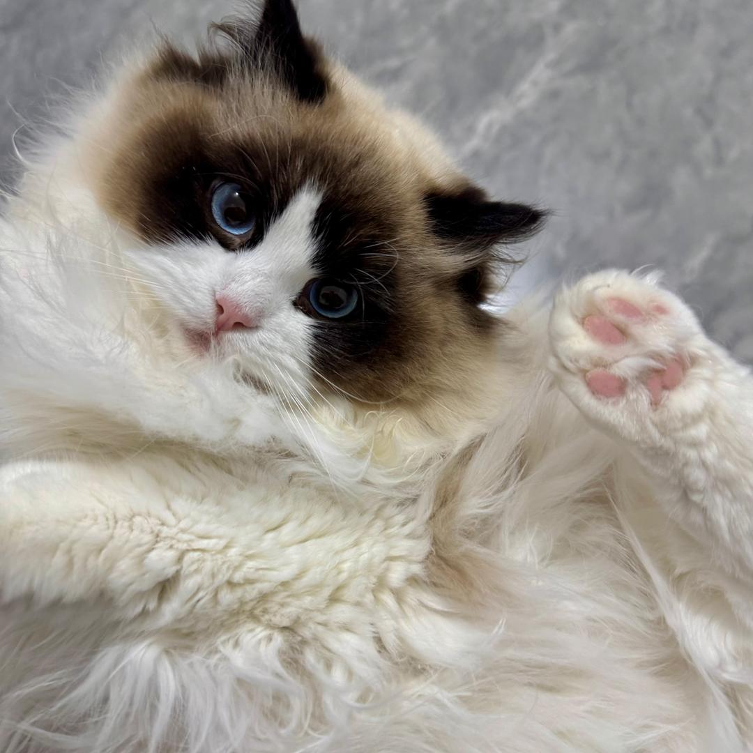 猫猫沃德埋轮