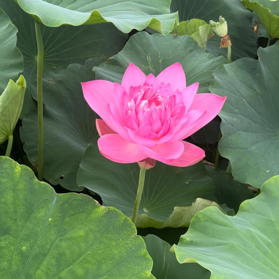 ꧁꧔听说糖💞很甜℘᭄ᩚ꯭ᩚ