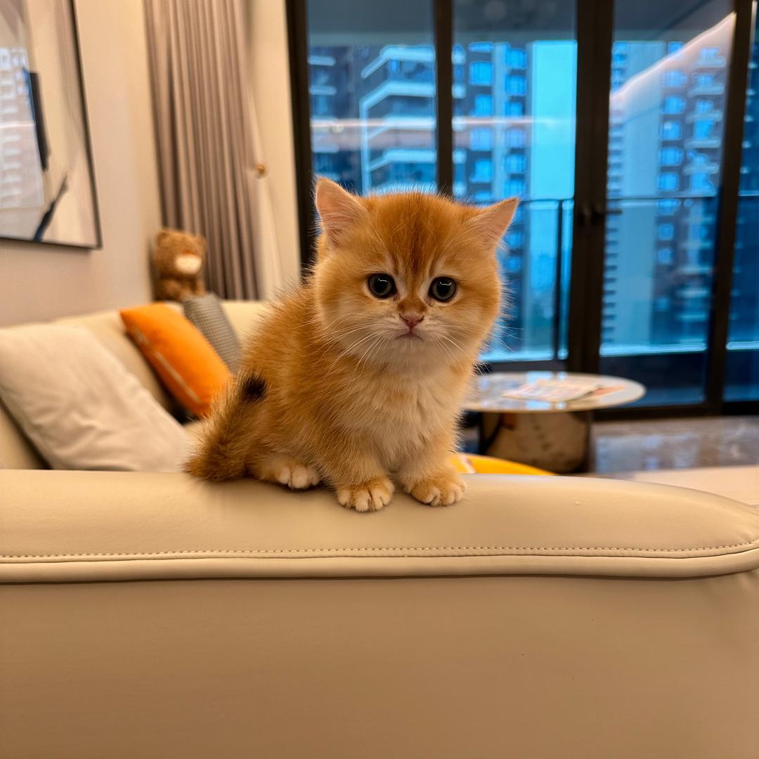 童童和十一🐱