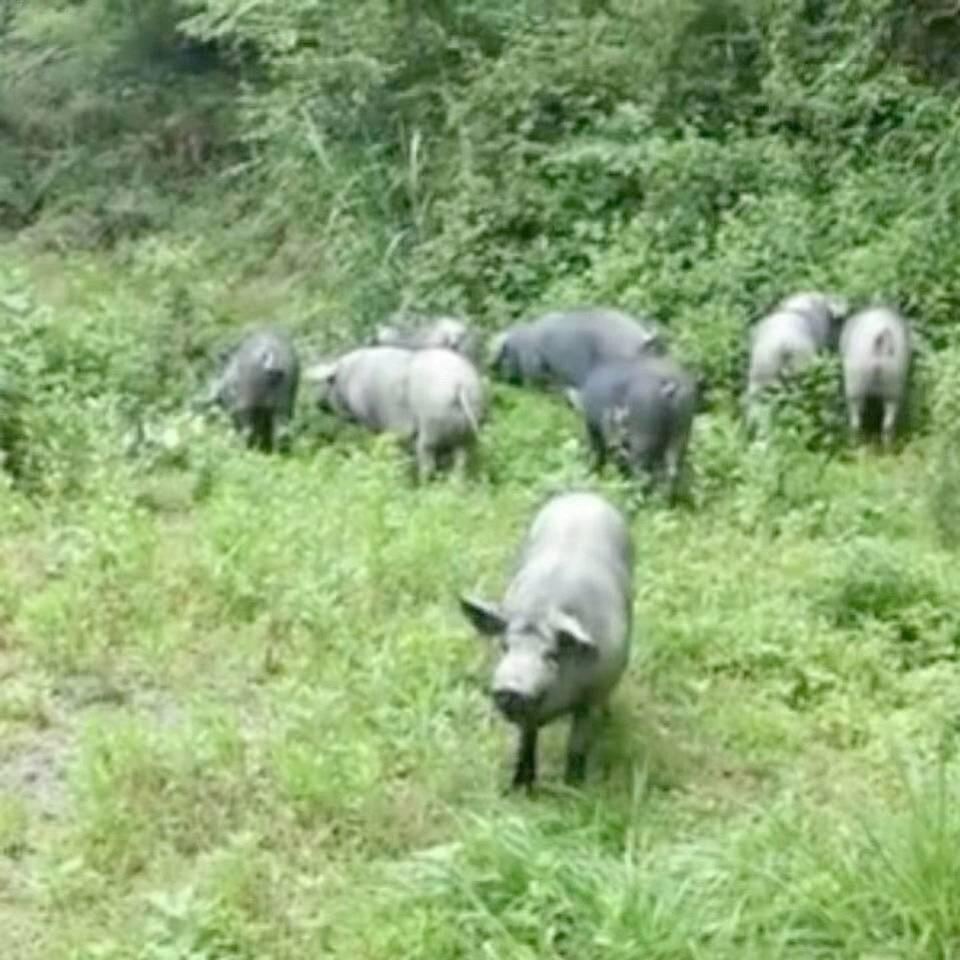 大幕山黑山猪肉(万象新城店)