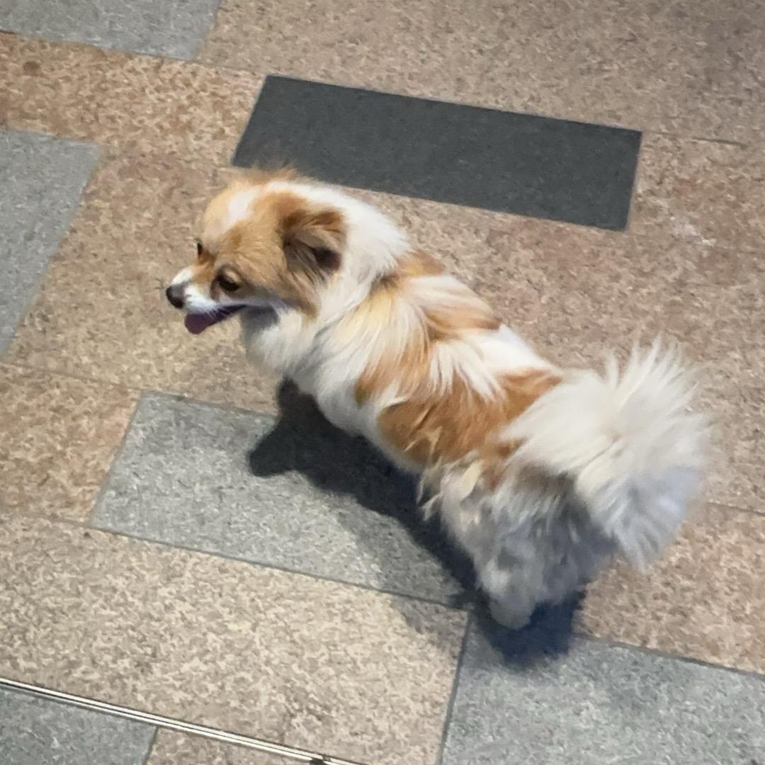 狗狗小福