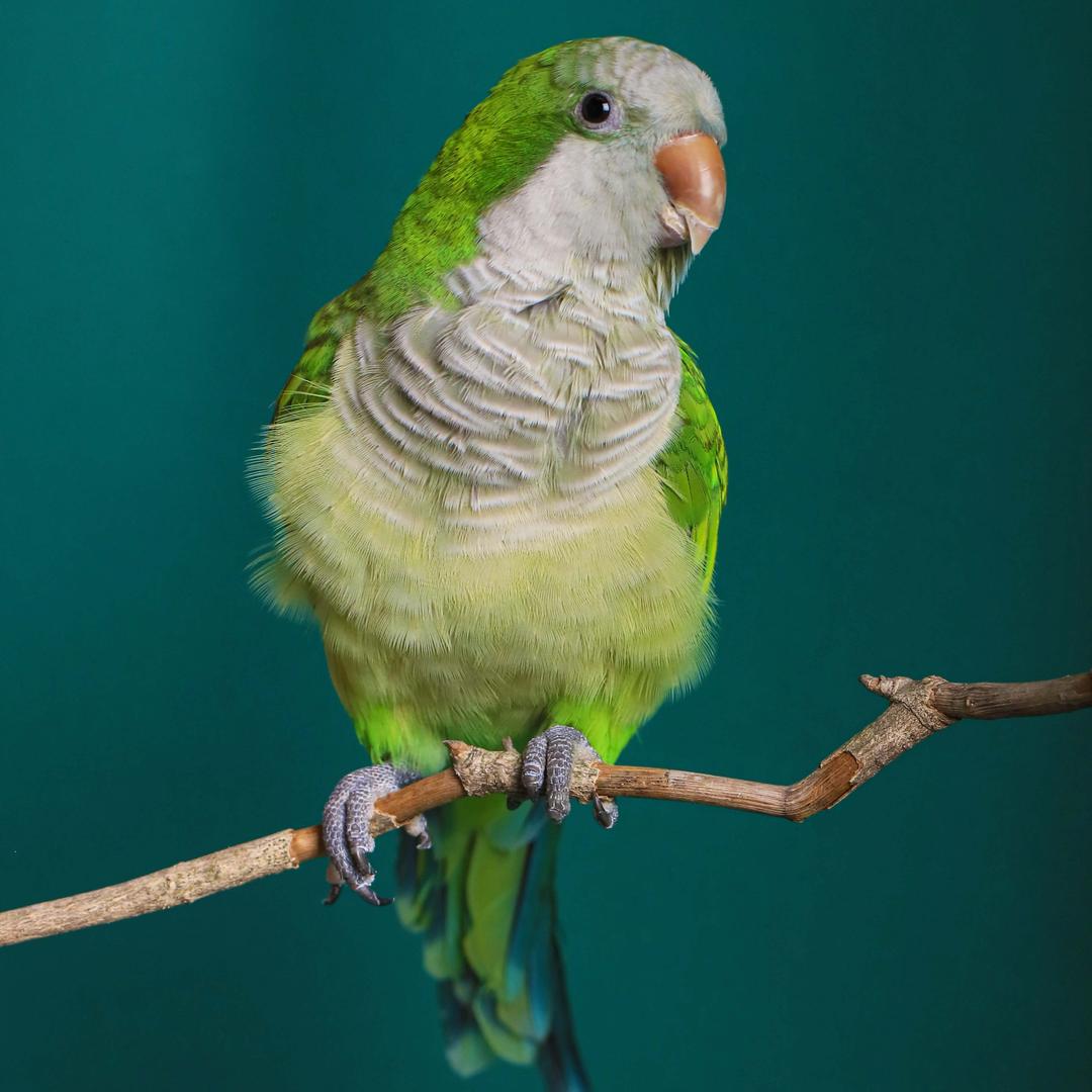 锜哥鹦鹉养殖基地