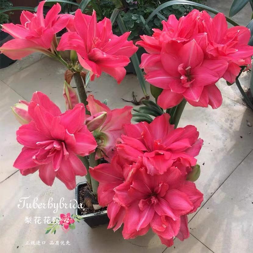 梨花花院朱顶红