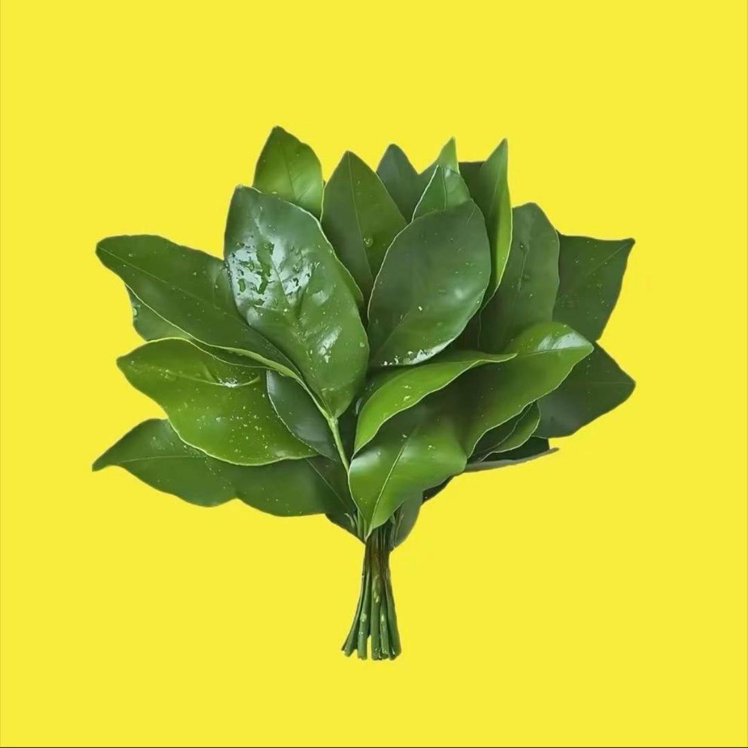 折耳根