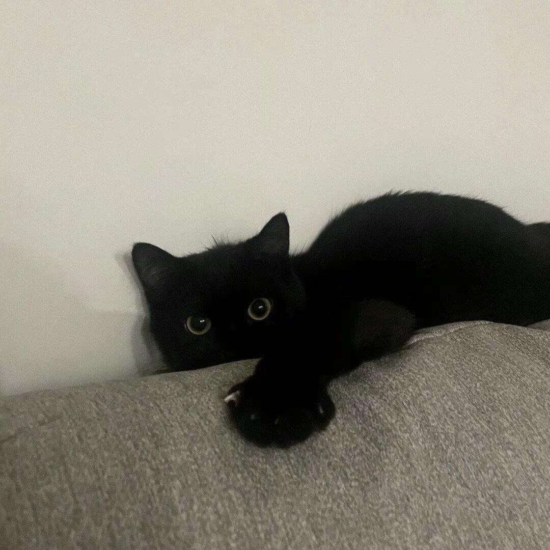 bb