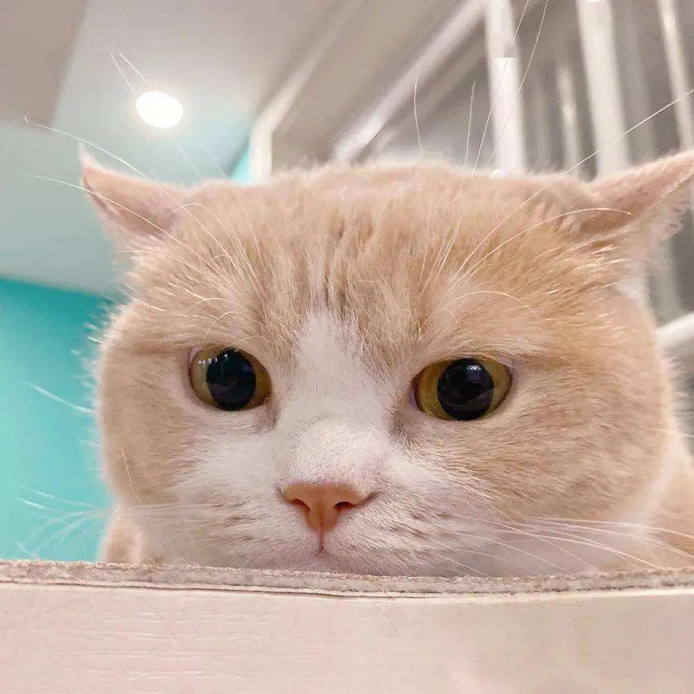 猫猫体验官
