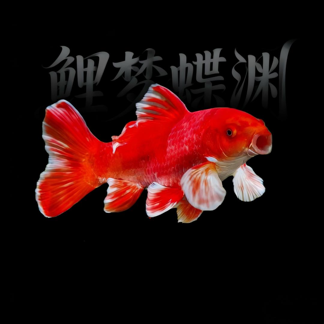 鲤梦蝶渊-红蝴蝶鲤