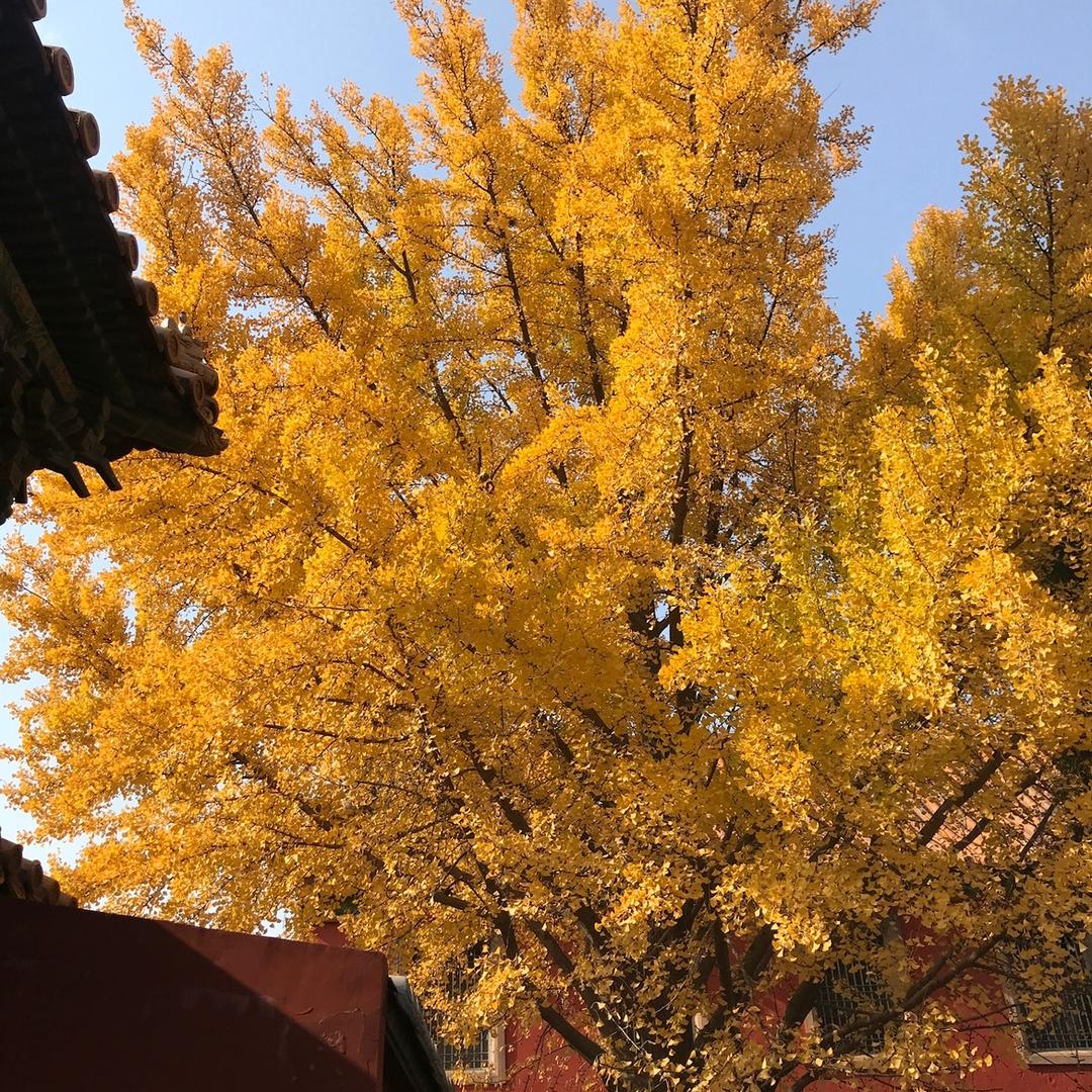 芳草地🌻