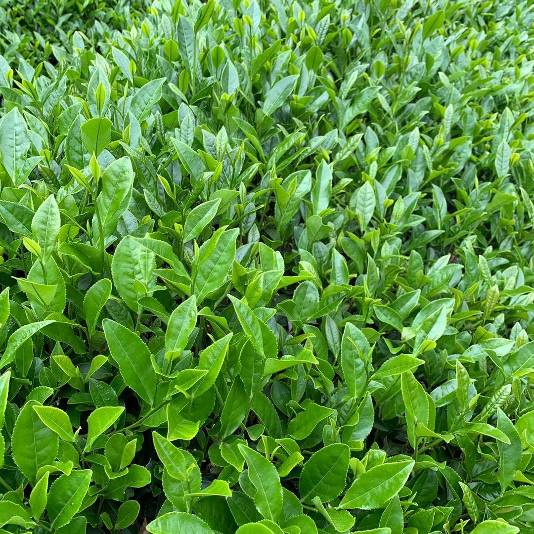 星竹源茶叶伊金明