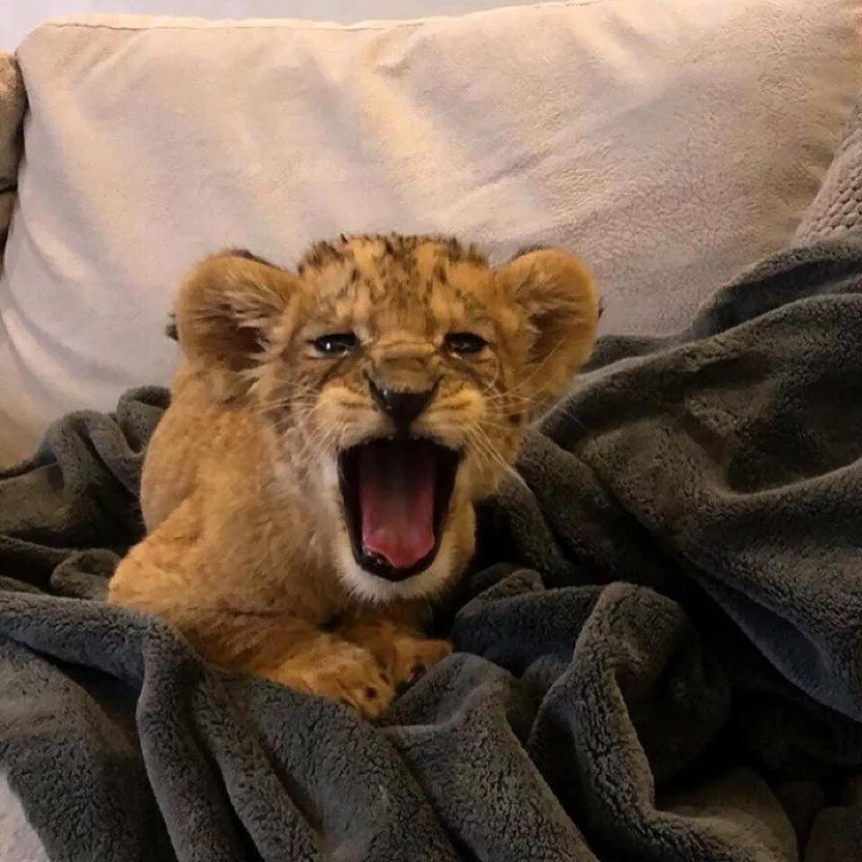 醒目iii(努力工作版）