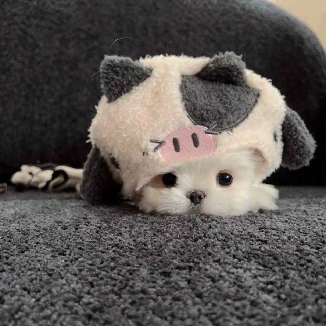 QQ