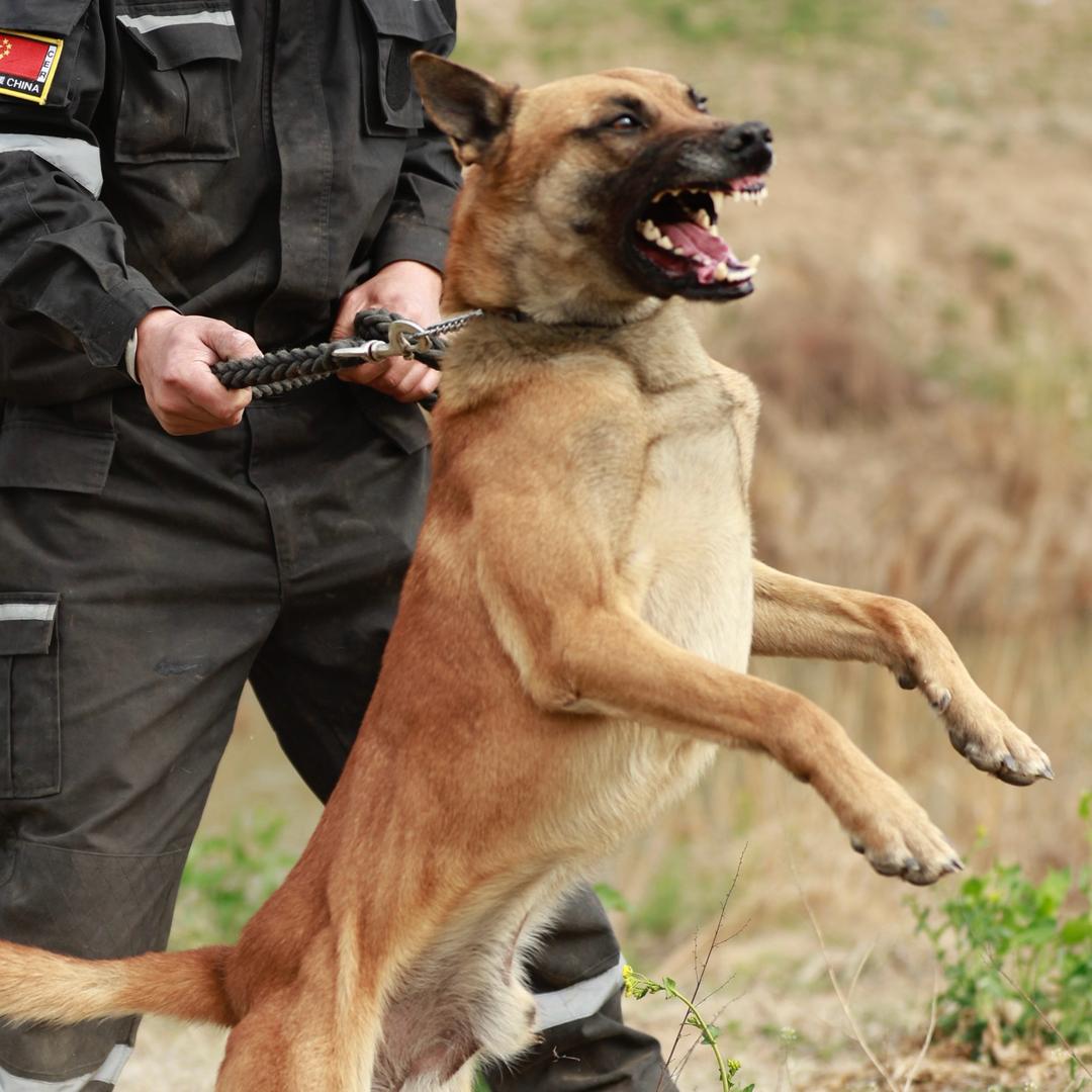 广义《翔广犬业》