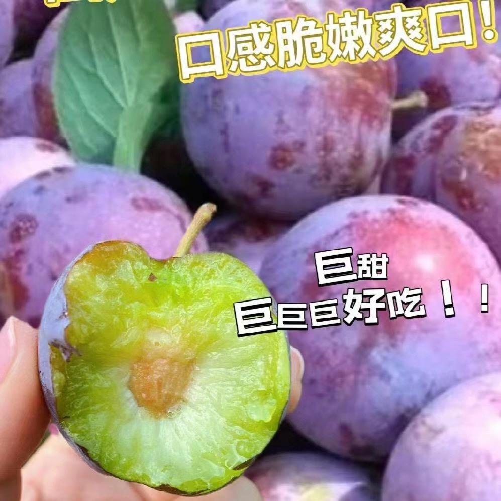 五月脆李子凤凰李基地