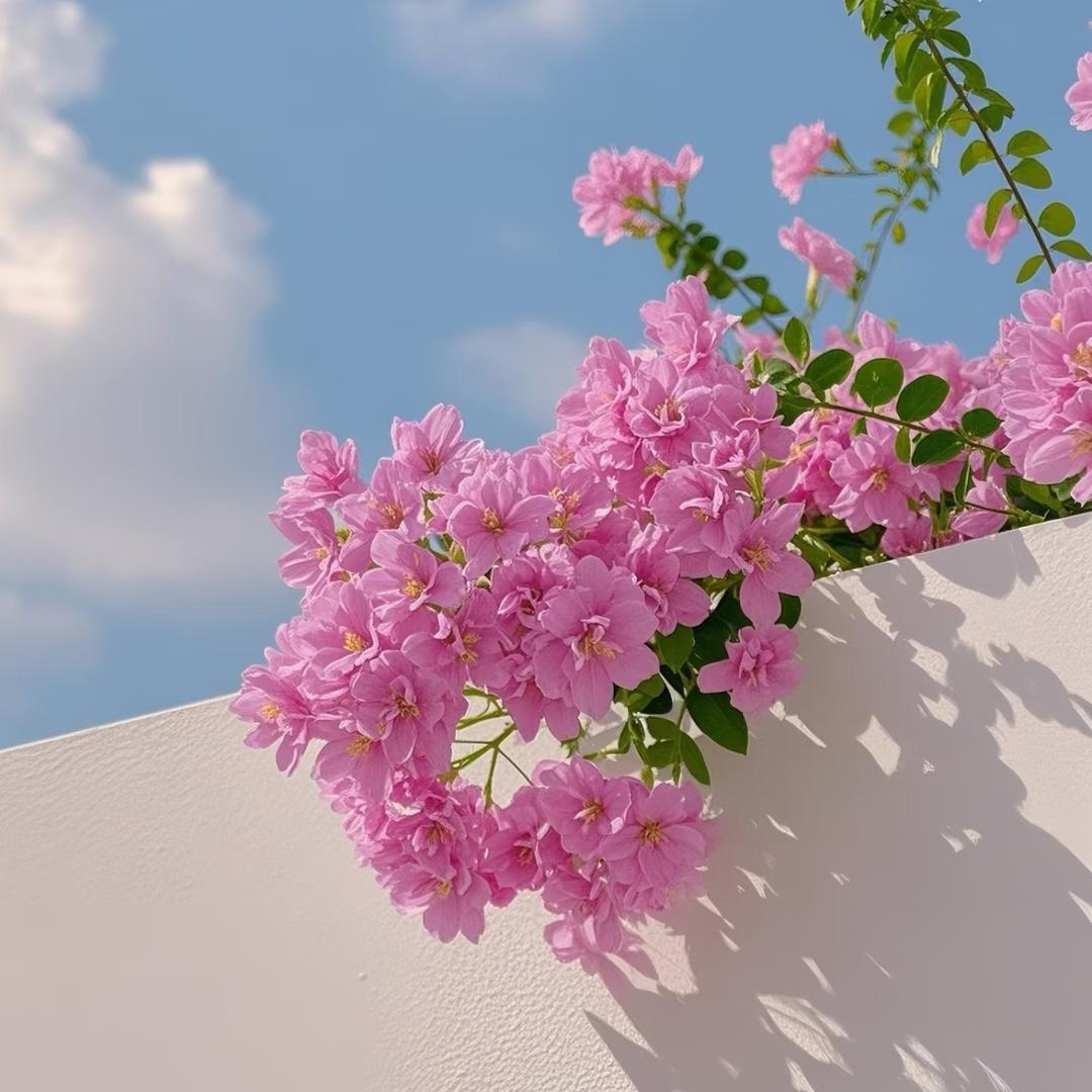 君  乐  呗  ◕‿◕