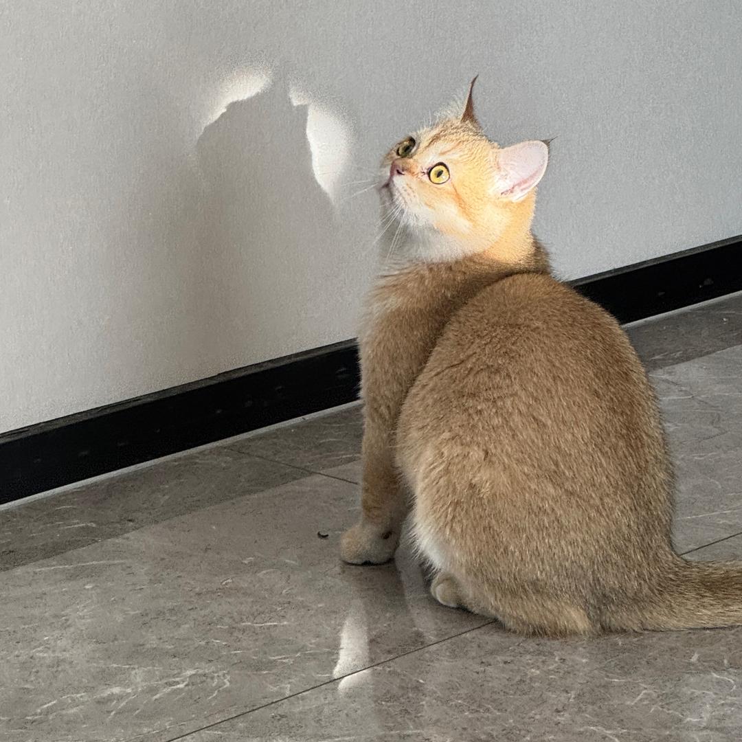 羊¥羊