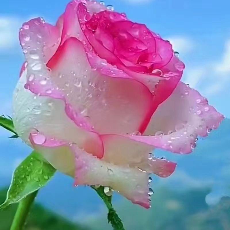 小6家的花