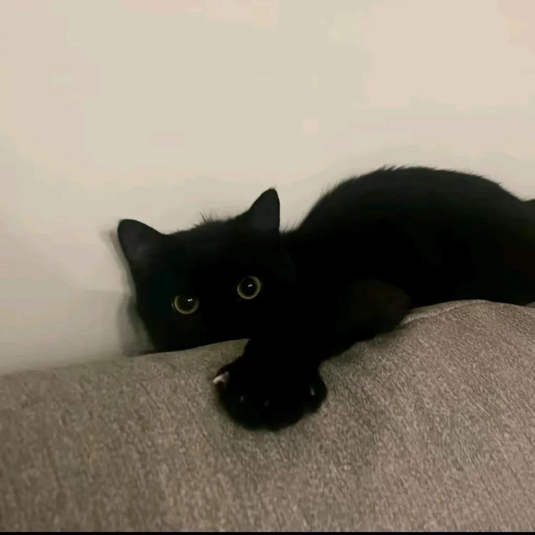 古中月（三角洲天才少年）