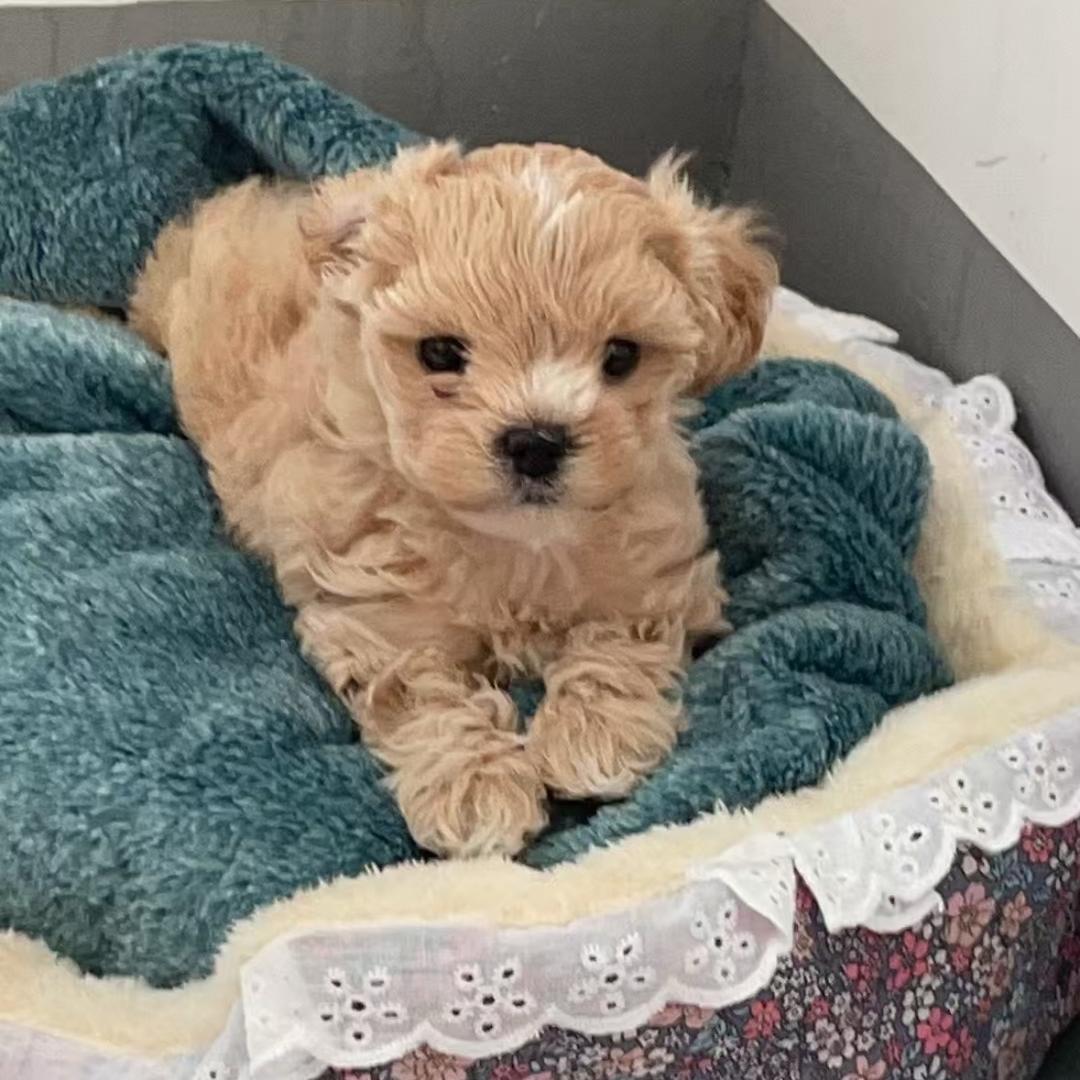 孤独的狼