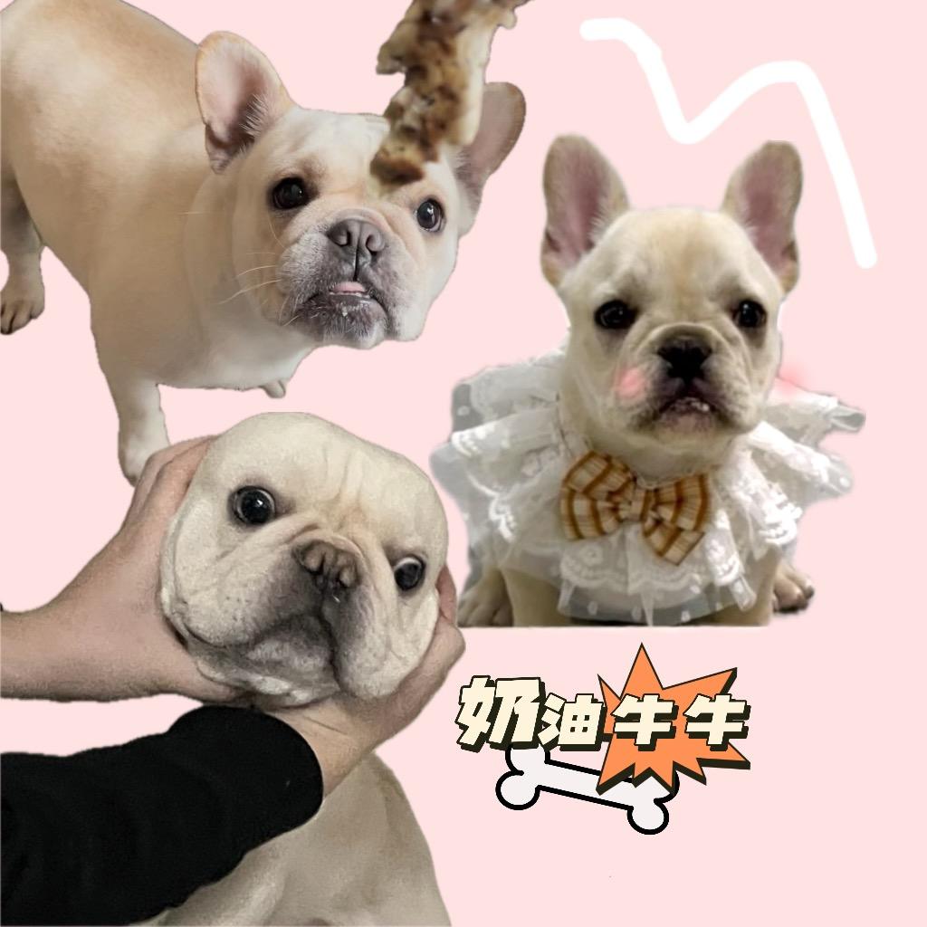 奶油牛牛