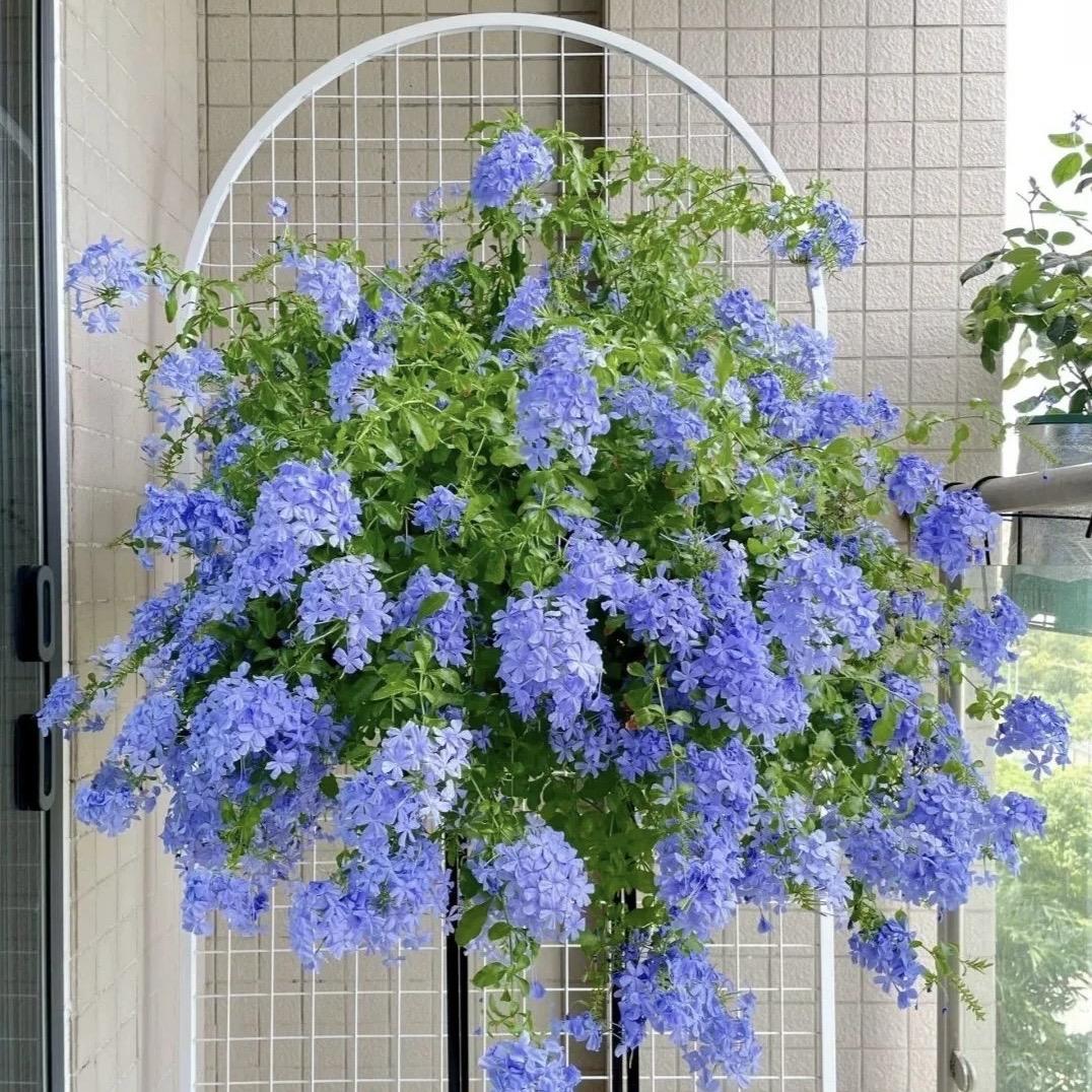 妮妮花坊