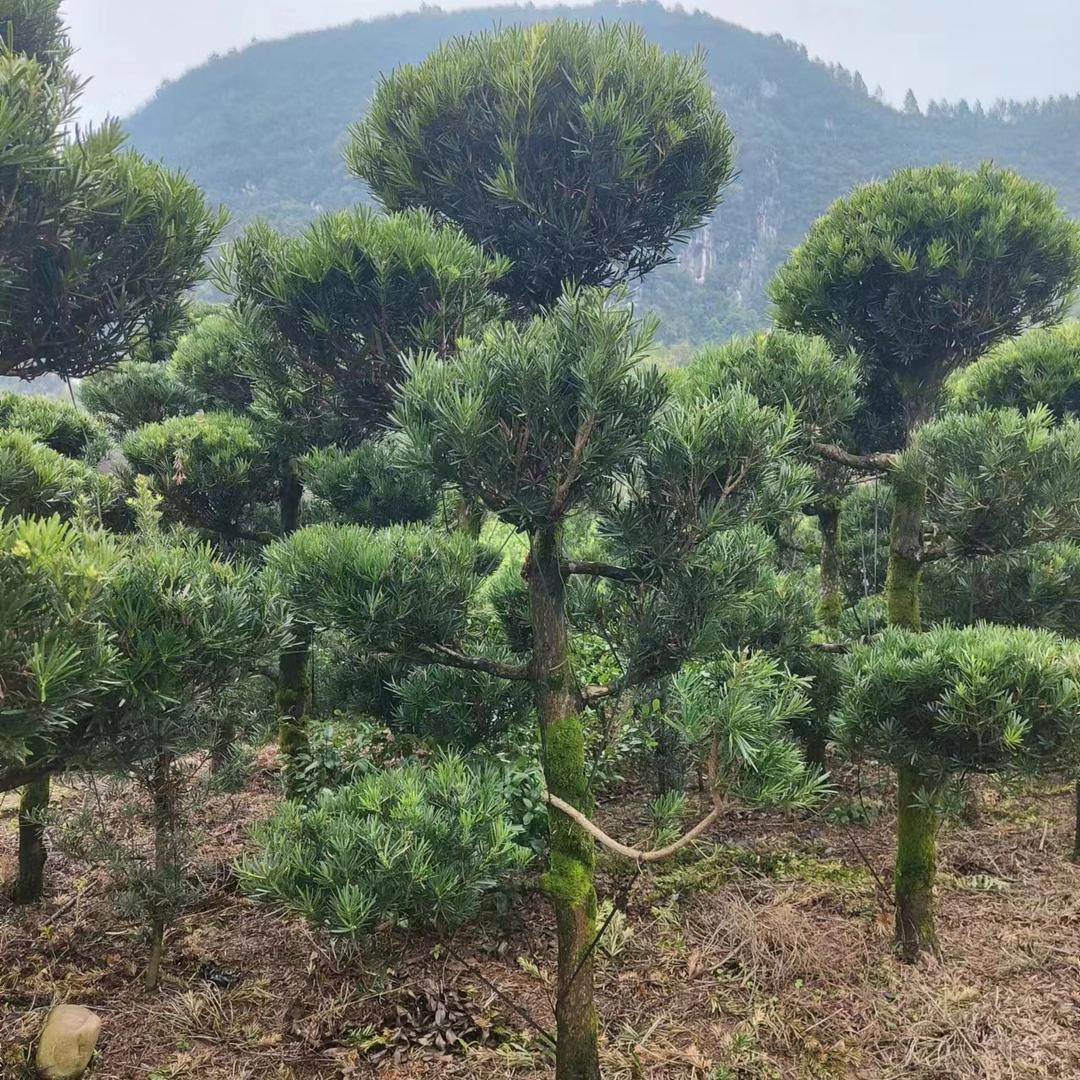 晨晨苗木