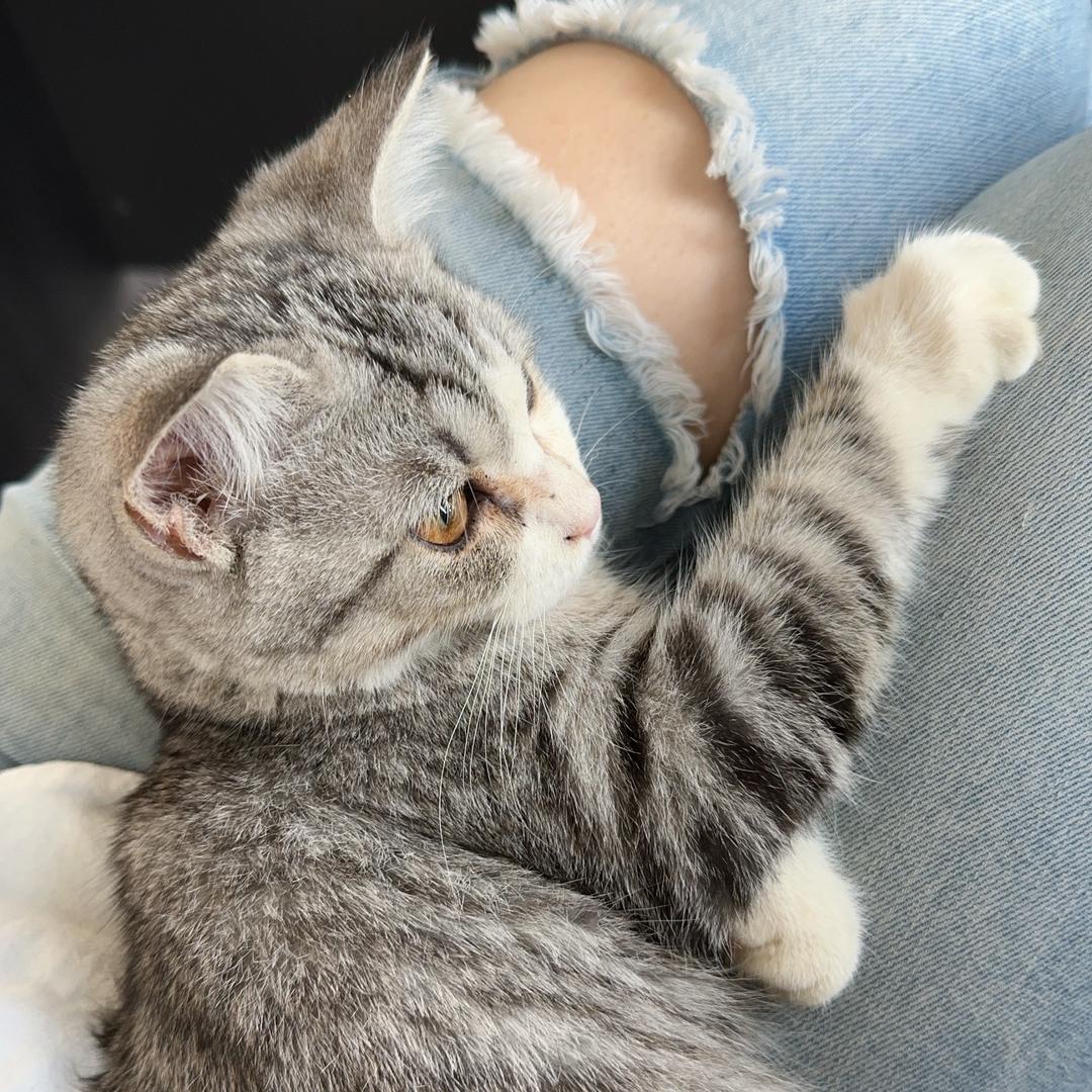 月之圆缺｜参半